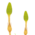 Plants: image 4 0f 4 thumb